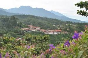 Café Tostado  - Grupo Inustrial Mocho SC de RL